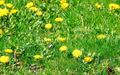 7 consejos para el cuidado del césped